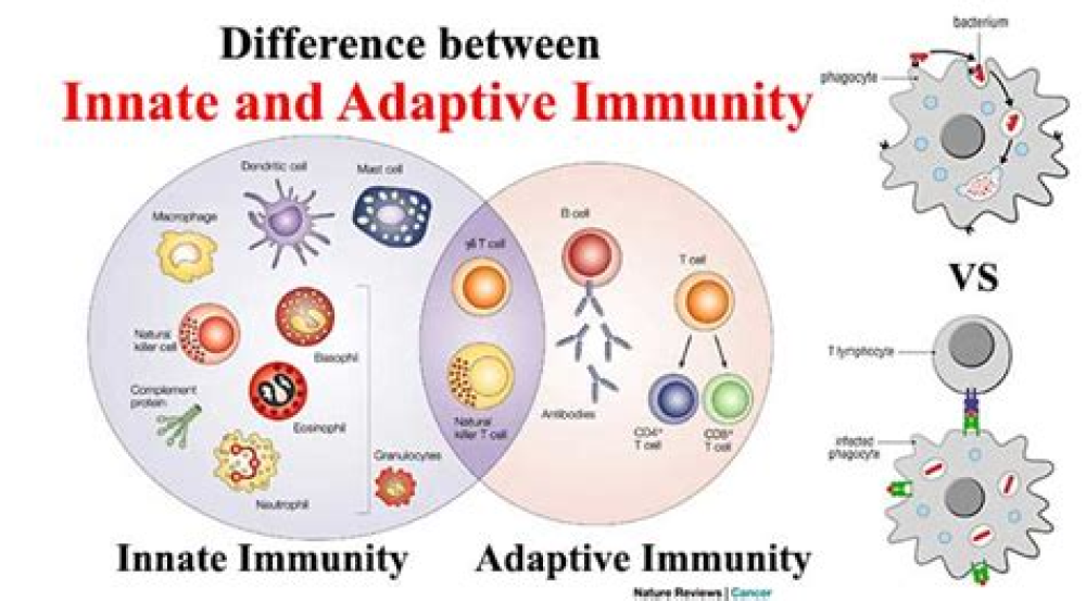 Adaptive immunity to SARS-CoV-2 and COVID-19
