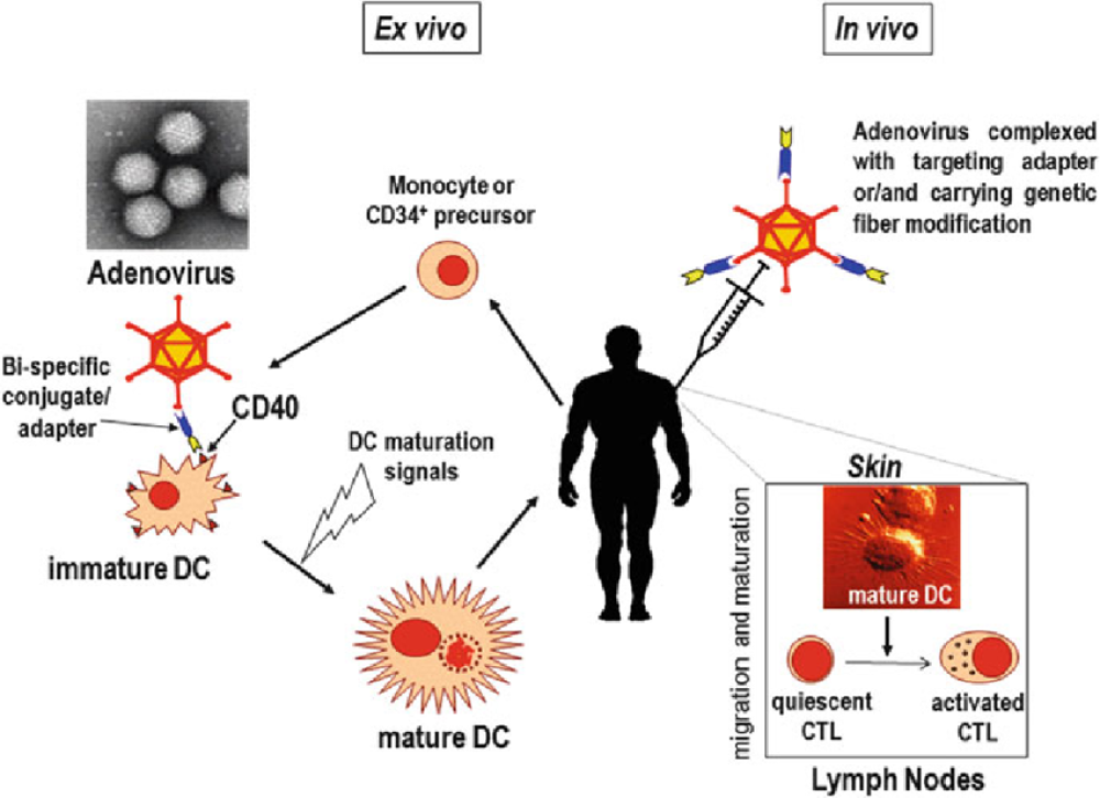 Pros and Cons of Adenovirus-Based SARS-CoV-2 Vaccines