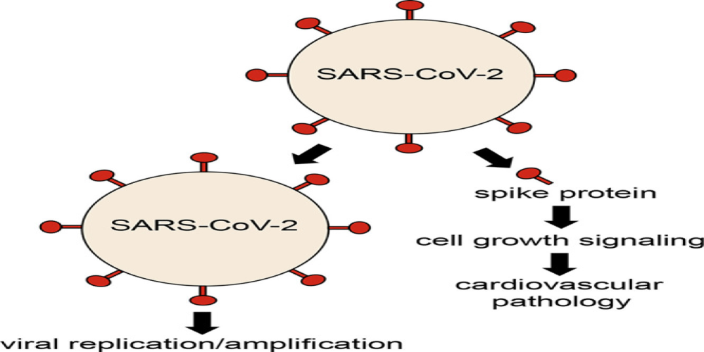 SARS-CoV-2 spike protein-mediated cell signaling in lung vascular cells