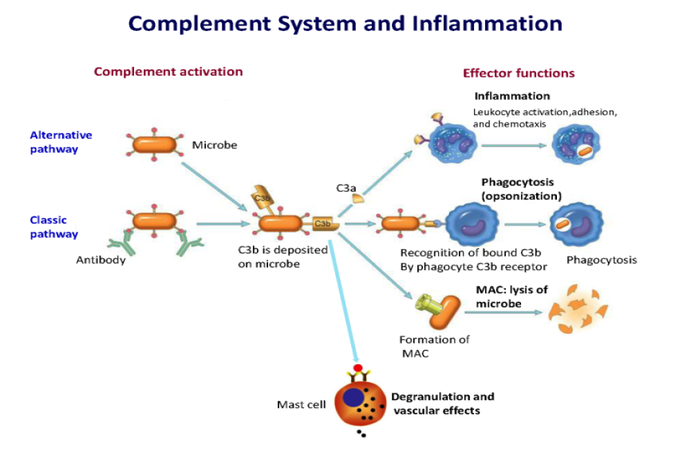 Complement control for COVID-19