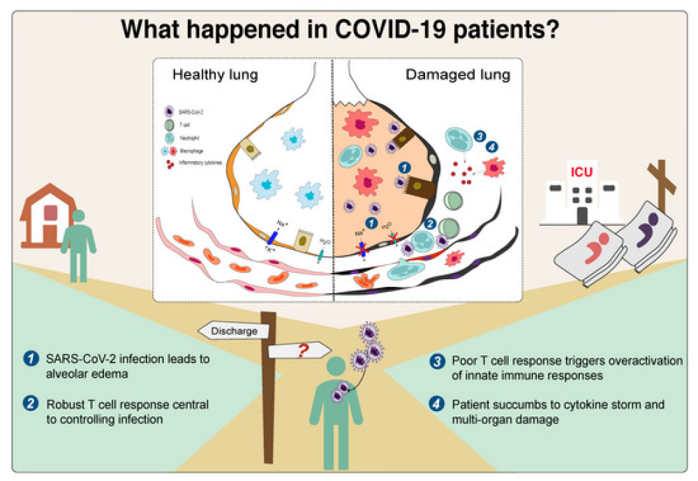 Blood molecular markers associated with COVID-19 immunopathology and multi-organ damage