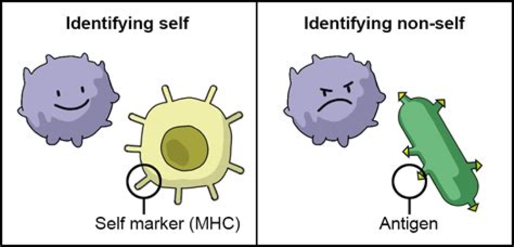 Adaptive immune responses to SARS-CoV-2 infection in severe versus mild individuals