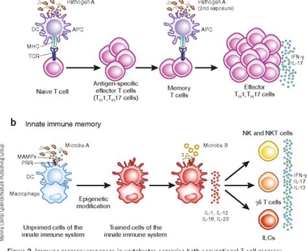 A long-term perspective on immunity to COVID