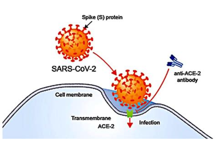 Close relatives of MERS-CoV in bats use ACE2 as their functional receptors