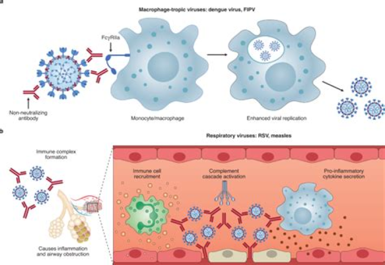 A review: Antibody-dependent enhancement in COVID-19: The not so friendly side of antibodies